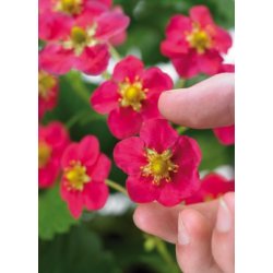 MiniPlante <br /> Jordbr Toscana F1