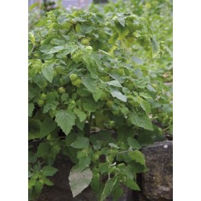 MiniPlante <br /> Ananas kirsebr - Preciosa