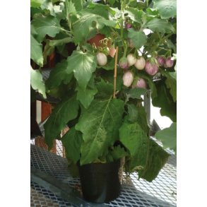 MiniPlante <br /> Potte-Aubergine Pinstribe