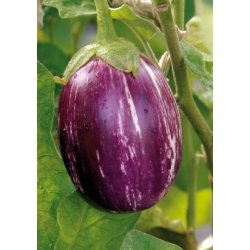 MiniPlante <br /> Potte-Aubergine Pinstribe