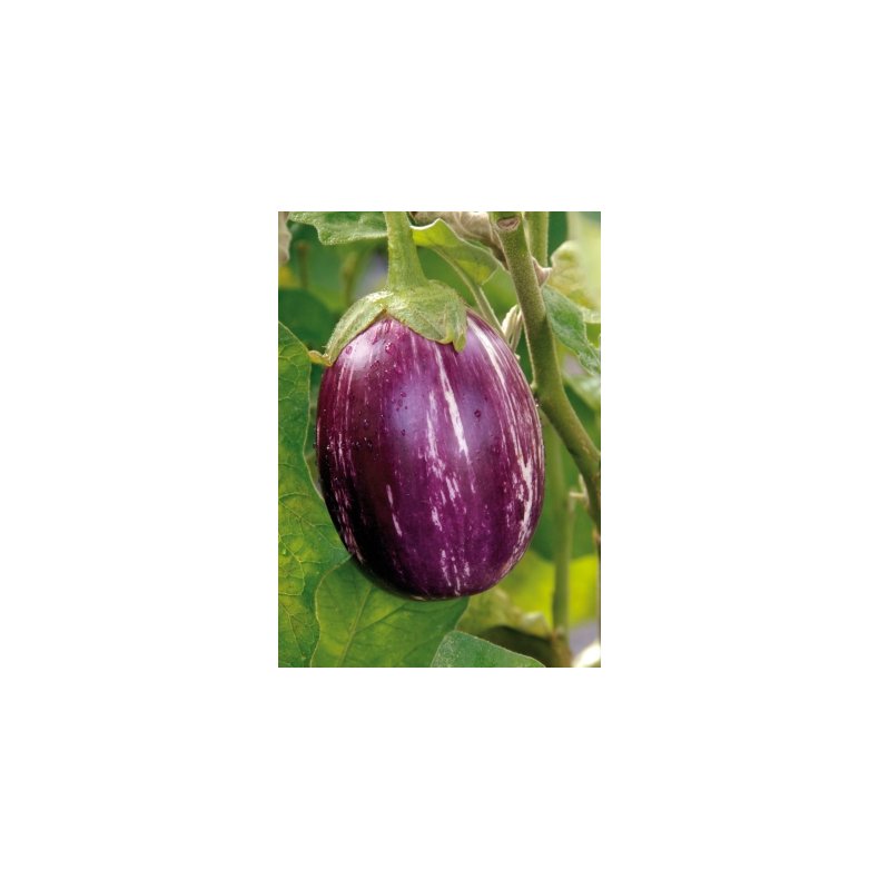 MiniPlante <br /> Potte-Aubergine Pinstribe