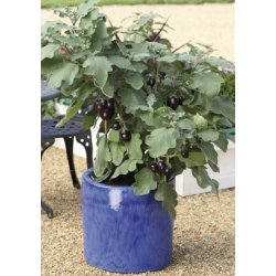 MiniPlante <br /> Aubergine Jackpot