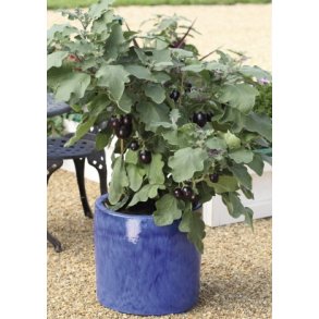 MiniPlante <br /> Aubergine Jackpot