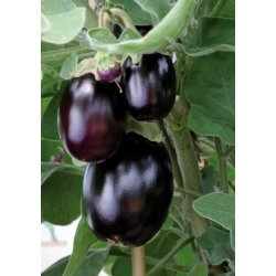 MiniPlante <br /> Aubergine Jackpot