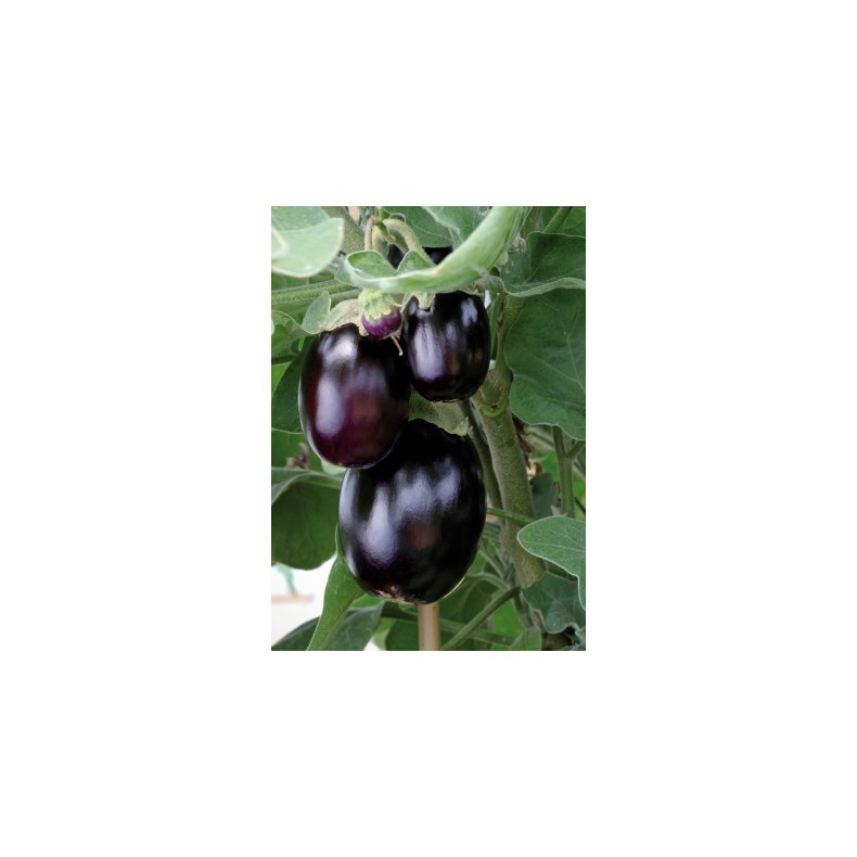 MiniPlante <br /> Aubergine Jackpot