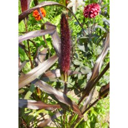 Amerikansk Fjerbrstegrs