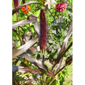 Amerikansk Fjerb�rstegr�s