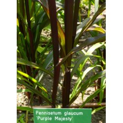 Amerikansk Fjerbrstegrs