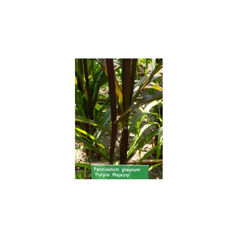 Amerikansk Fjerbrstegrs