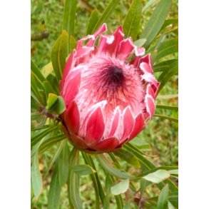Pink Ice Protea