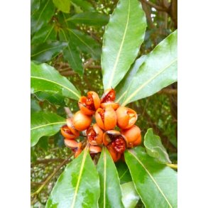 Australsk Ostetr (ugte kaffetr)