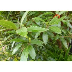 Australsk Ostetr (ugte kaffetr)