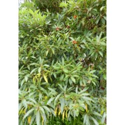 Australsk Ostetr (ugte kaffetr)