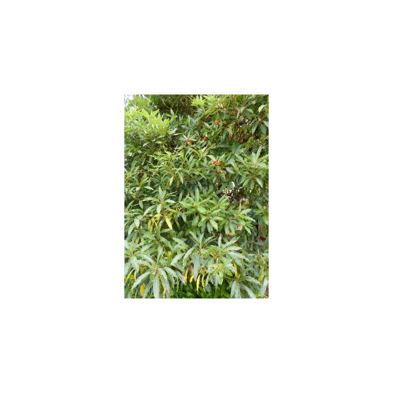 Australsk Ostetr (ugte kaffetr)