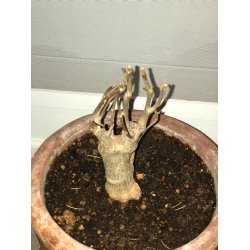 Abebrdstr (Baobab) 4 til 5 r 