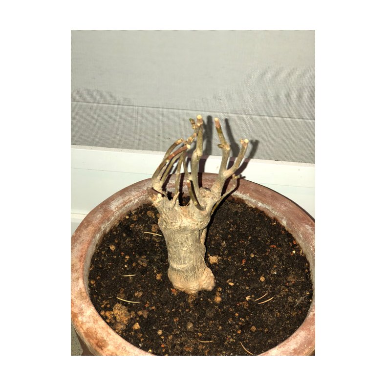 Abebrdstr (Baobab) 4 til 5 r 