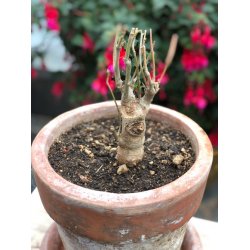 Abebrdstr (Baobab) 4 til 5 r 