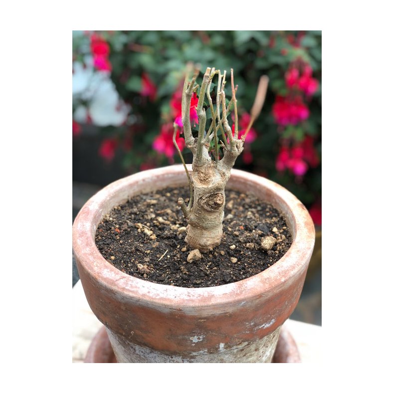 Abebrdstr (Baobab) 4 til 5 r 