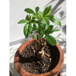 Abebrdstr (Baobab) 4 til 5 r 