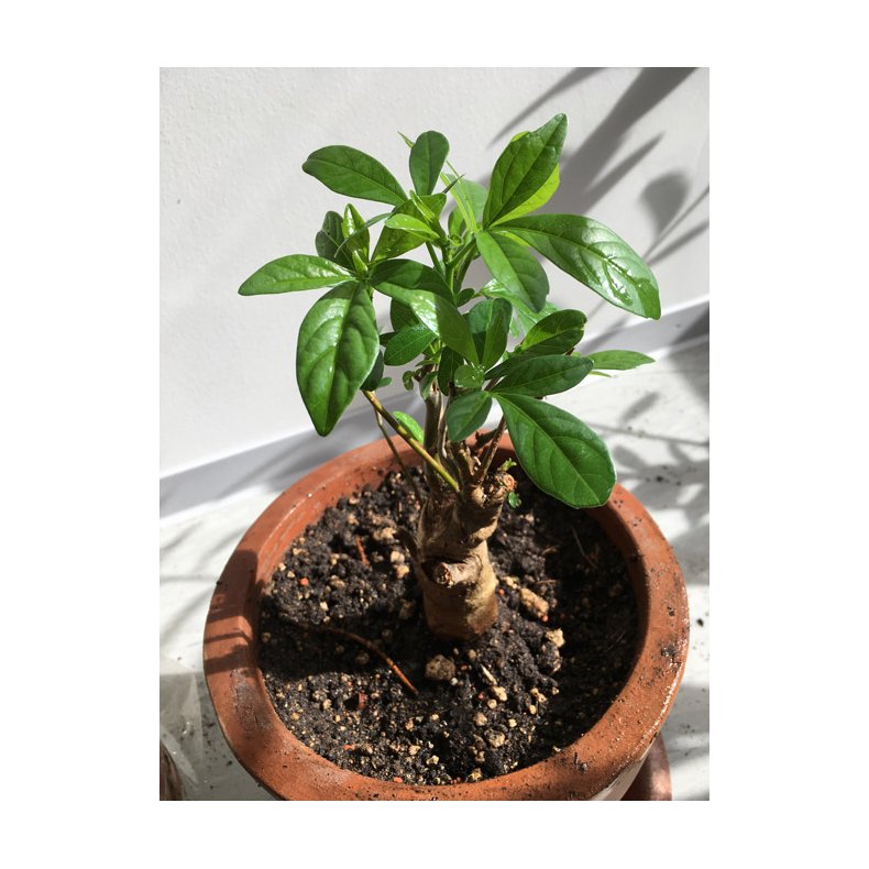 Abebrdstr (Baobab) 4 til 5 r 