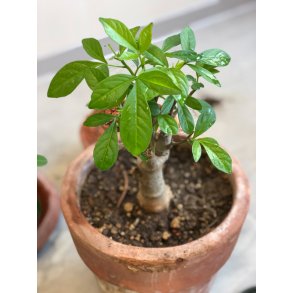 Abebrdstr (Baobab) XL - 8 til 9 r 