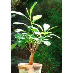 Abebrdstr (Baobab) 4 til 5 r 