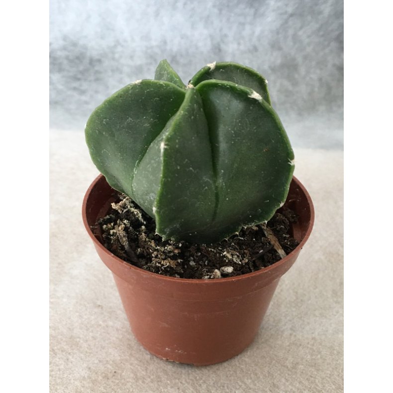 Kaktus - Astrophytum 3 stk.