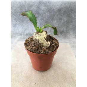Euphorbia stellata