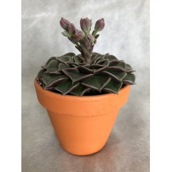 Sukkulent - Graptopetalum tacitus