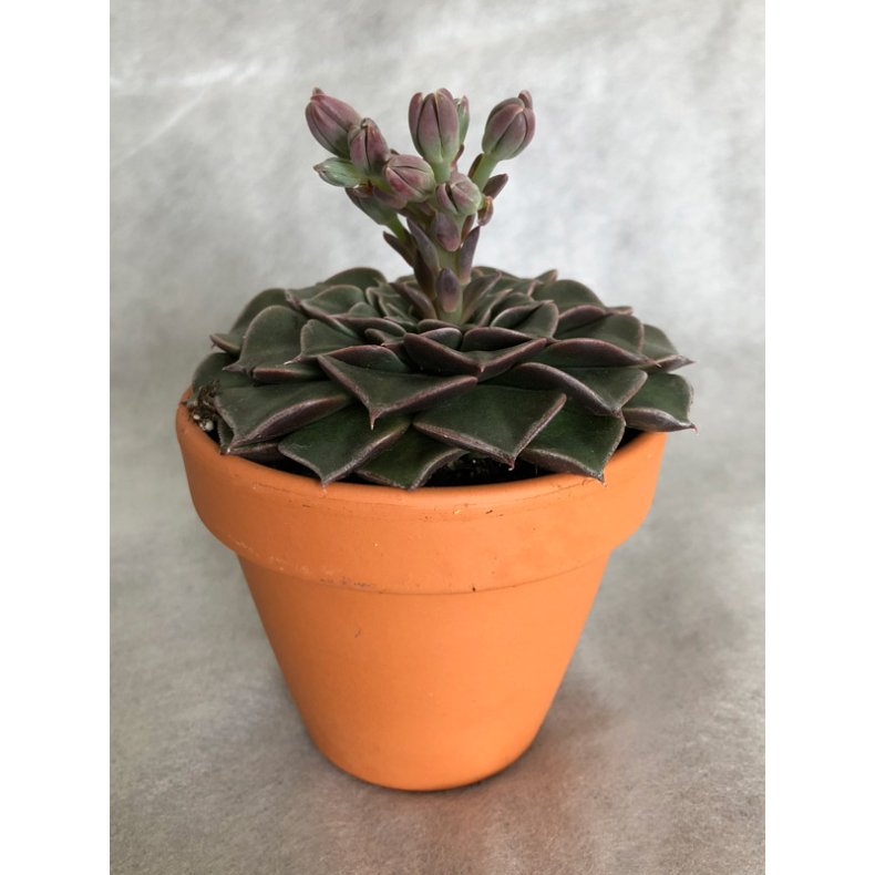 Sukkulent - Graptopetalum tacitus