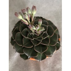 Sukkulent - Graptopetalum tacitus