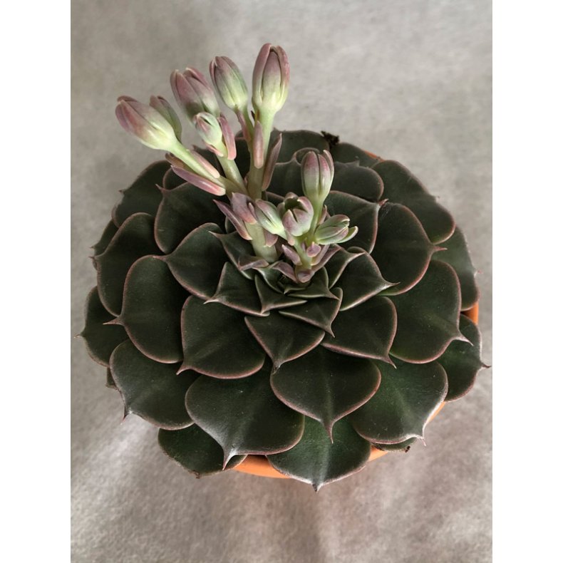 Sukkulent - Graptopetalum tacitus