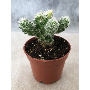 Kaktus - Mammillaria