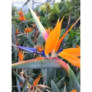 Strelitzia