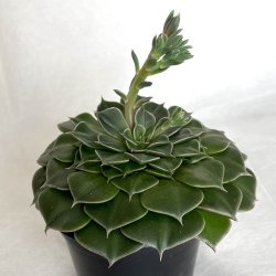 Sukkulent - Graptopetalum tacitus