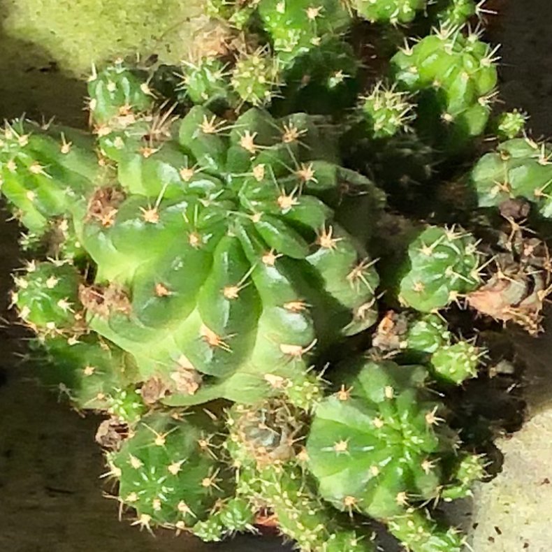 Kaktus - III