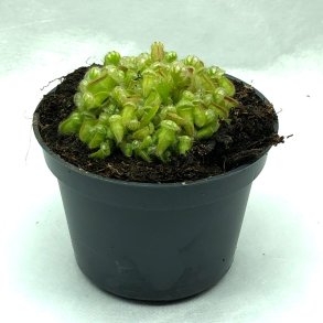 Cephalotus
