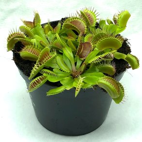 Venus Flueflde (STOR)