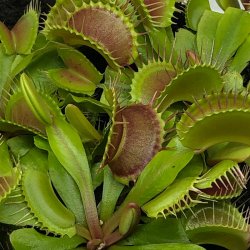 Venus Flueflde (STOR)