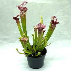 Fluetrompet 'Mississippi'