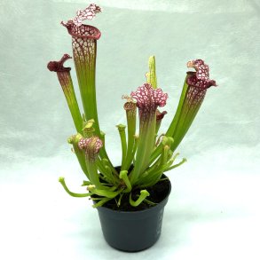 Fluetrompet 'Mississippi'