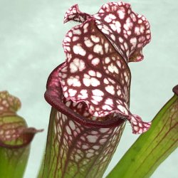 Fluetrompet 'Mississippi'