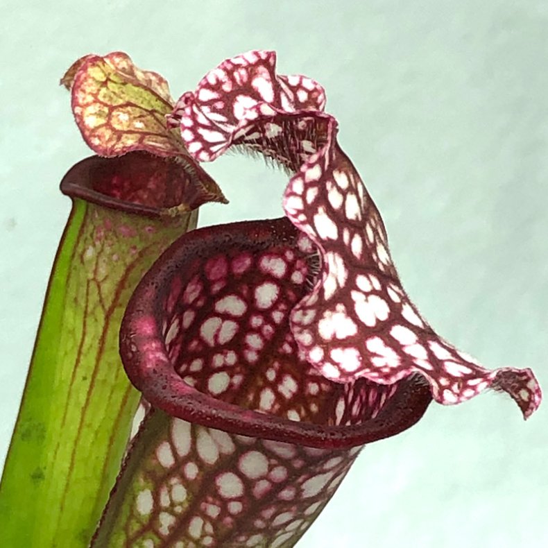 Fluetrompet 'Mississippi'