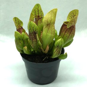 Fluetrompet 'Dracula'