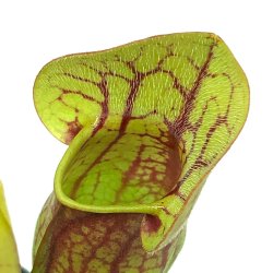 Fluetrompet 'Dracula'