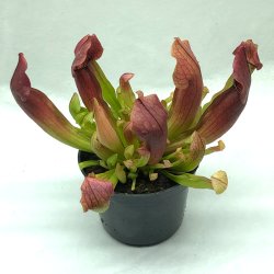 Fluetrompet 'Maroon'