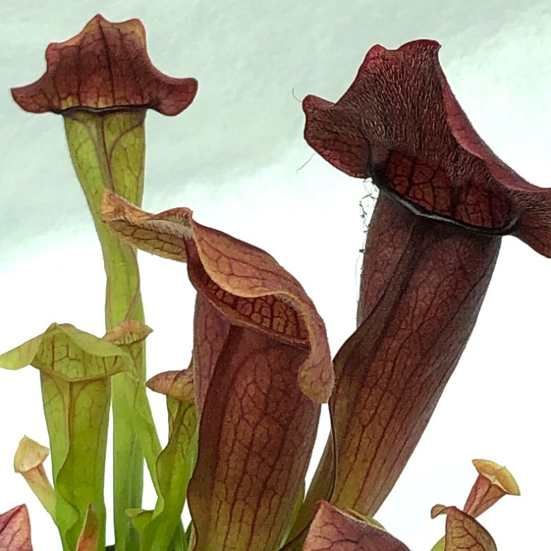 Fluetrompet 'Maroon'