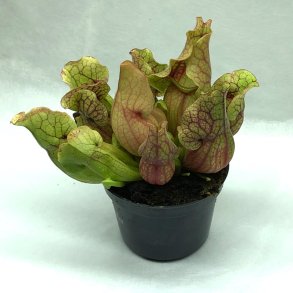 Fluetrompet 'Venosa'