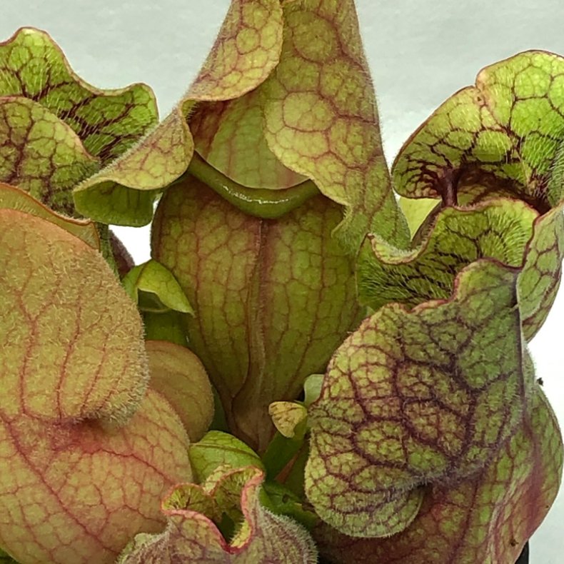 Fluetrompet 'Venosa'