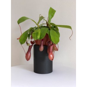 Kandebrer 'Alata' (STOR)